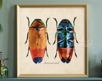 Blue and orange Beetle Print, Insect Wall Art Poster, Square Botanical Print, Insect Type Illustration Print, Room Decor, Green Room Art
