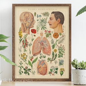 Vintage Medicinal Plants Print, Herbs Poster, Botanical Poster, Health Wall Art, Herb Types Chart, Antique Homeopathy, Book Plate, Doctor