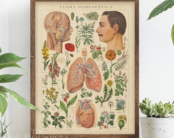 Vintage geneeskrachtige planten print, kruiden poster, botanische poster, gezondheid kunst aan de muur, kruid soorten grafiek, antieke homeopathie, boek plaat, dokter