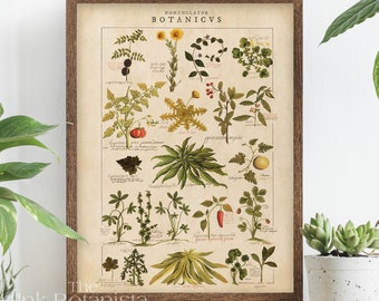 Botanical Manuscript Print, Vintage Plant Chart, Herbs Medieval Poster