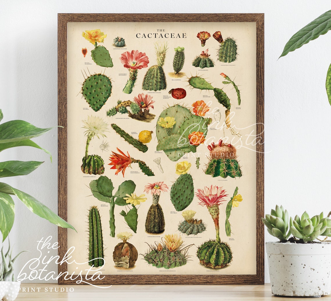 Vintage Cactus Print Cacti Poster Botanical Poster Etsy