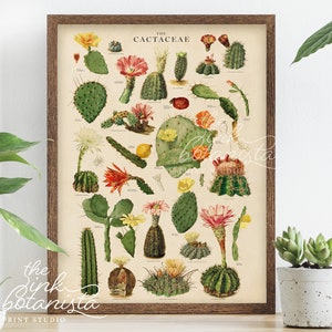 Vintage Cactus Print, Cacti Poster, Botanical Poster, Succulent Wall Art, Cactus Types Chart, Antique Style Plants Print, Decor