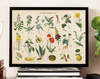 Medicinal Plants Print, Herbs Chart Poster, Medical Plant Types Print, Horizontal Landscape Print, Kitchen Poster, Homeopathy Print