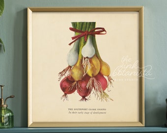 Art Print Leeks Onion Family Illustration Kitchen Decor Gift For Cooks Aged Botanical Poster Print 1700s