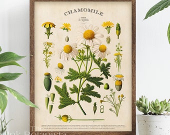 Chamomile Print, Herb Poster, Botanical Print, Kitchen Wall Art, Chamomile Plant Chart, Homeopathy Decor, Herb Chart, White Floral