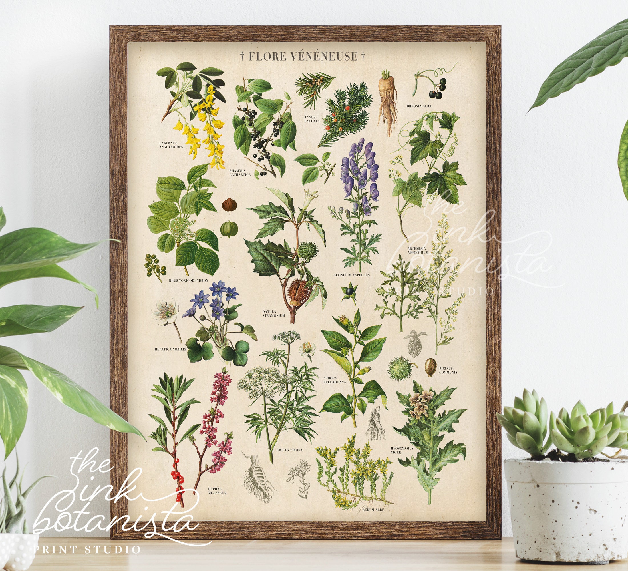 poisonous-plants-nz-poster-peacecommission-kdsg-gov-ng