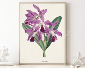 Purple Lily Flower Print Poster, Vintage Botanical Wall Art, Antique Botanical Print, Botanical Illustration, Purple Plant Flower Art Print