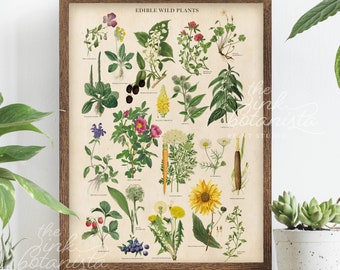 Vintage Edible Plants Print, Herbs Poster, Botanical Poster, Foraging Wall Art, Herb Types Chart, Antique Style French Plants Print