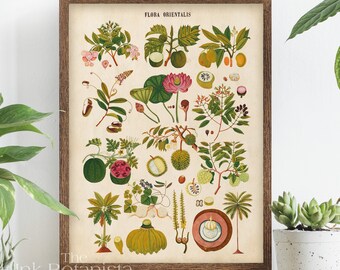 Flora Orientalis Print, Vintage Oriental Plant Chart Poster, Botanical Wall Art
