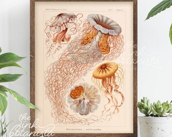 Vintage Botanical Print, Bathroom Decor Wall Art, Kunstformen der Natur, Haeckel Art Print, Nautical Poster, Red and Orange Jellyfish Art