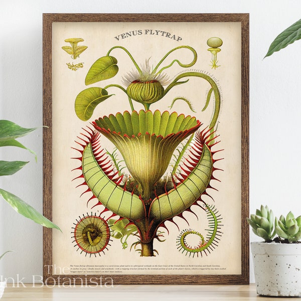 vintage Venus Flytrap Print, Plant Poster, Botanical Poster, Insolite Plant Chart, Botanic Print, Carnivorous Plant Art