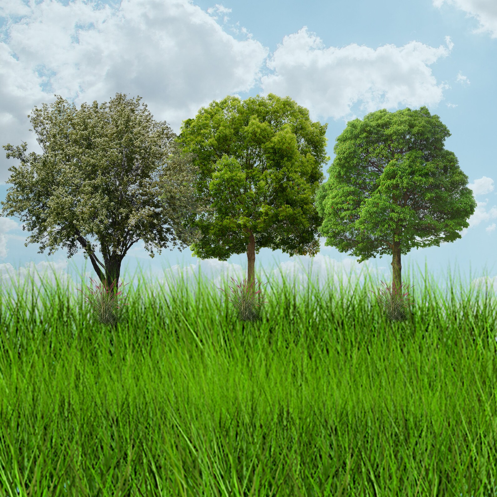 Tree Overlays for Photoshop Photoshop Overlays Tree - Etsy Australia