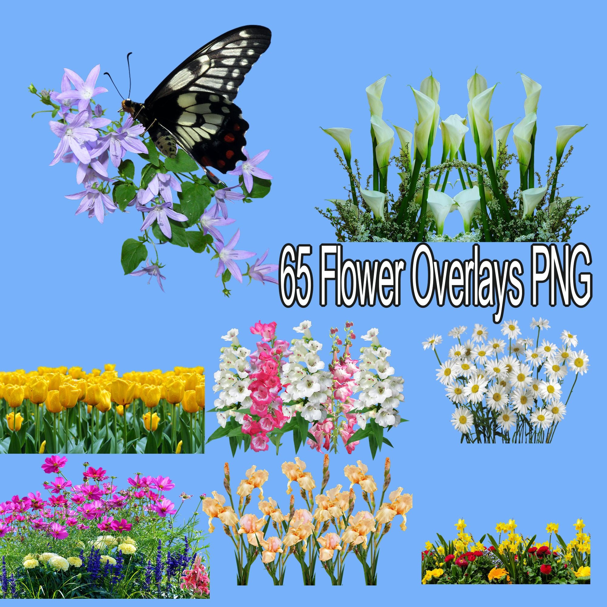 Flower Overlays Photoshop Flower Overlays Flowers Plants Trees Flower Overlays Photoshop Flower Overlays Flowers Plants Trees