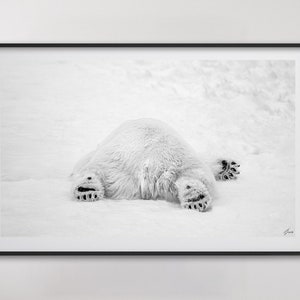 May include: Black and white photograph of a polar bear lying on its back in the snow. The bear's paws are outstretched and its head is turned to the side.