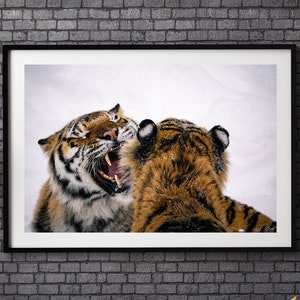 Ultra High Quality Tigers Photography, Limited Edition Wildlife Poster, Fine Art Tiger Wall Art, Animal Photography, Big Cat Wall Hanging