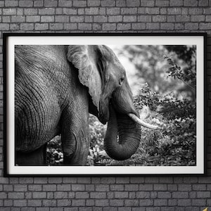 Elephant Art Print - Fine Art Photography - Wildlife Lover Gift - Safari Animal Wall Art - Elephant Illustration Painting - Black Wall Décor