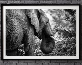 Elephant Fine Art Photography Print - Black and White Safari Wall Decor