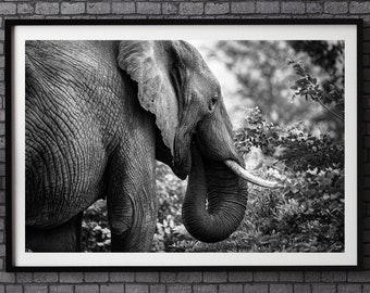 Elephant Art Print - Fine Art Photography - Wildlife Lover Gift - Safari Animal Wall Art - Elephant Illustration Painting - Black Wall Décor