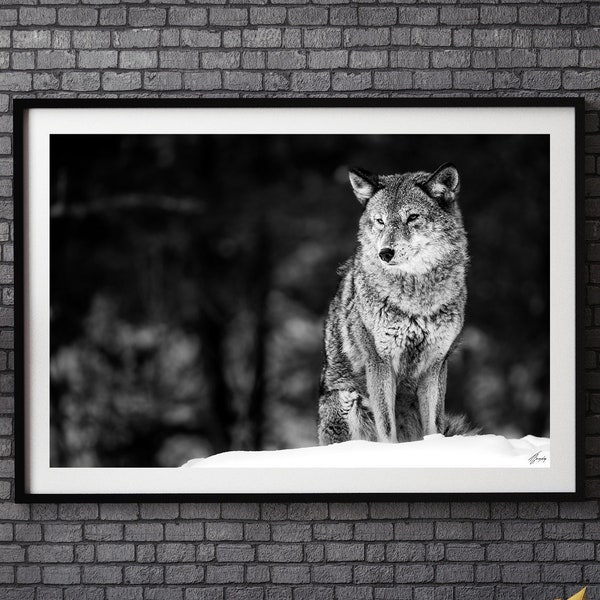 Wolf Photography, Wildlife Photography, Fine Art Photography, Wolf Picture, Ultra High Quality Print, Coyote Photo, Canada Animal Wall Art