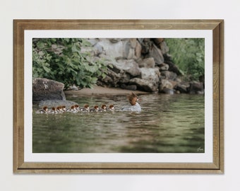 Duck Family Photography - Nursery Wall Art Gift for Baby - Wildlife Photographs Home Décor - Bird Painting - Bird Illustration Digital Print