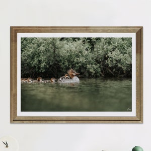 Wildlife Prints Home Décor - Duck Painting - Bird Illustration Unframed Digital Print - Large Wall Art - Animal Fine Art Photography Gift