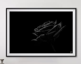 Rose Flower Fine Art Photography Art Print - Luxury Floral Wall Art - Black Canvas Ultra High Resolution Large Poster - Ready to frame