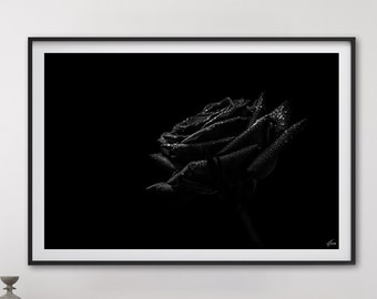 Black Rose Fine Art Photography Print - Floral Wall Decor