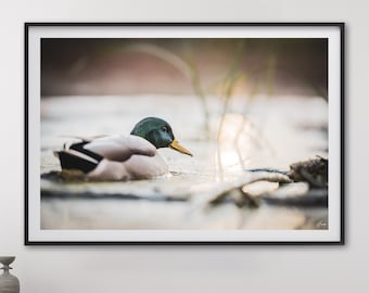 Mallard Duck Fine Art Print – Riverbank Sunset Wildlife Photography