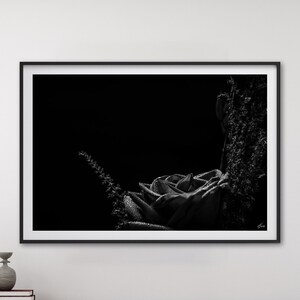 Still Life Fine Art Photography - Floral Wall Art - Grief & Mourning Gift For Her - Black Flower Luxury Unframed Art Print Ready to frame
