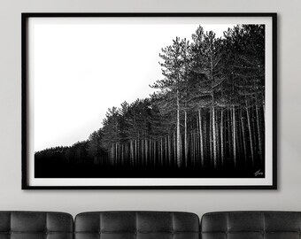 Black and White Pine Tree Forest Photography Print, Minimalist Wall Art