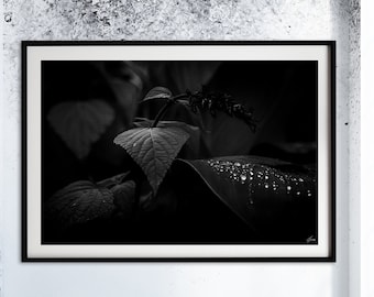 Black and White Floral Art Print – Fine Art Photography