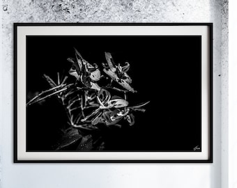 Unique Floral Fine Art Photography Unframed Print - Black Flower Home Décor - Plants Gift for Her - Flower Collectibles - Black and White