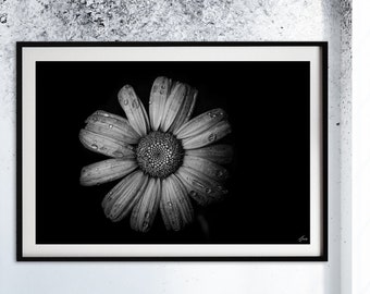 Black and White Daisy Flower Print – Fine Art Photography