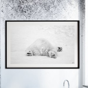 May include: A black and white photograph of a polar bear lying on its back in the snow. The photograph is framed in a black frame and is hanging on a white wall in a bathroom.
