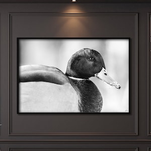 Einzigartige Fotografie - Vogel Wanddekoration - Stockente Ente Digitaler Druck - Wildtier Wandkunst - Kanada Tierfotografien - Geschenk für Zuhause