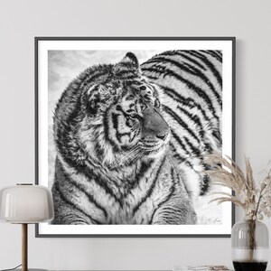 Wild Tiger Fine Art Photography Print, Tiger Wall Art, Wildlife Poster, Black And White Animal Art , Modern Decor, Boho Decor, Rustic Decor image 1