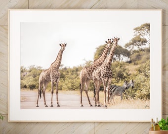 Girafes And Zebras Digital Print, Africa Photography, Fine Art Wall Art, Safari Photography, Savannah Animal Photo, Wildlife Photography