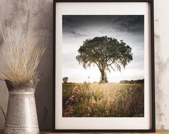 Tree Fine Art Photography Print - The Patriarch, Canada