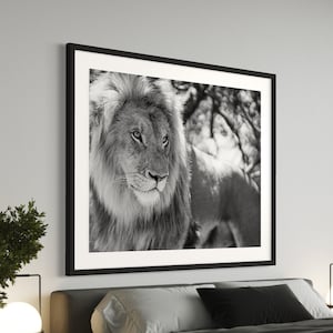 Unique Lion Fine Art Photography, High Quality Print, Ready to Frame, Animal Photo, Lion Wall Art, Lion Poster, Wildlife Prints, Dad Gifts