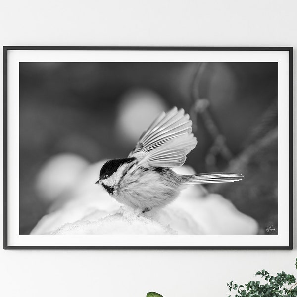 Chickadee Bird Wall Art, Photographie d’art originale, Tirage photo non encadré, Décoration de maison de luxe, Décor mural d’oiseau, Photographie en noir et blanc