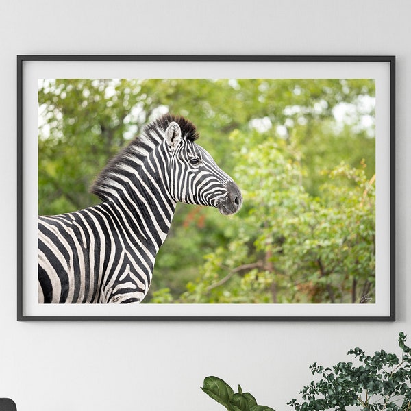 Zebra Photo Print, Original African Photography, Travel Photography, Wildlife African Art, Bedroom Art Print, Safari Photo Poster, Gift