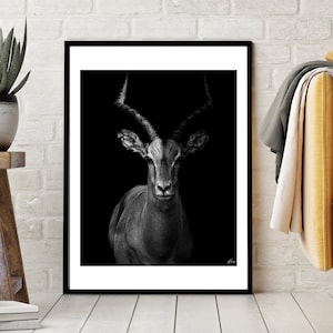 Animal Digital Print - Fine Art Photography - Antelope Wall Decor - Africa Gift - High Quality - Black Antelope Dark Wall Art Ready to frame