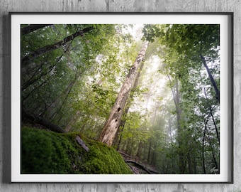 Nature Photography Print, Forest Photo Wall Art, Botanical Wall Art, Lodge Wall Decor, Fine Art Photography, Extra Large Art Tree Print