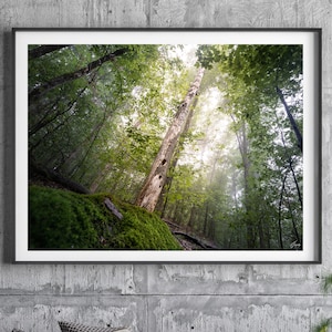 Forest Art Print, Woodland Wall Art, Tree Photography Print, Fine Art Photography, Living Room Wall Art, Large Center Piece Wall Art, Gift