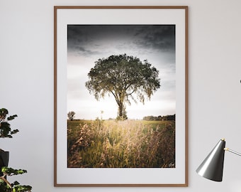 Lone Tree Fine Art Photography, Nature Wall Decor