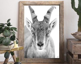 Unique Fine Art Photography - Ultra High Quality Print - Ibex - Deer - Moose -Goat -Wildlife -Canada Animal -Digital Print - Winter Wall Art