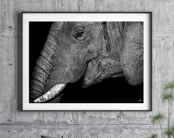 Elephant Fine Art Photography Print – Modern Wildlife Decor