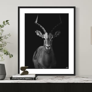 Unique Fine Art Photography Print | African Antelope | Minimalist Luxury Home Decor | Wildlife Gifts | Black and White Wall Art | Animal Art