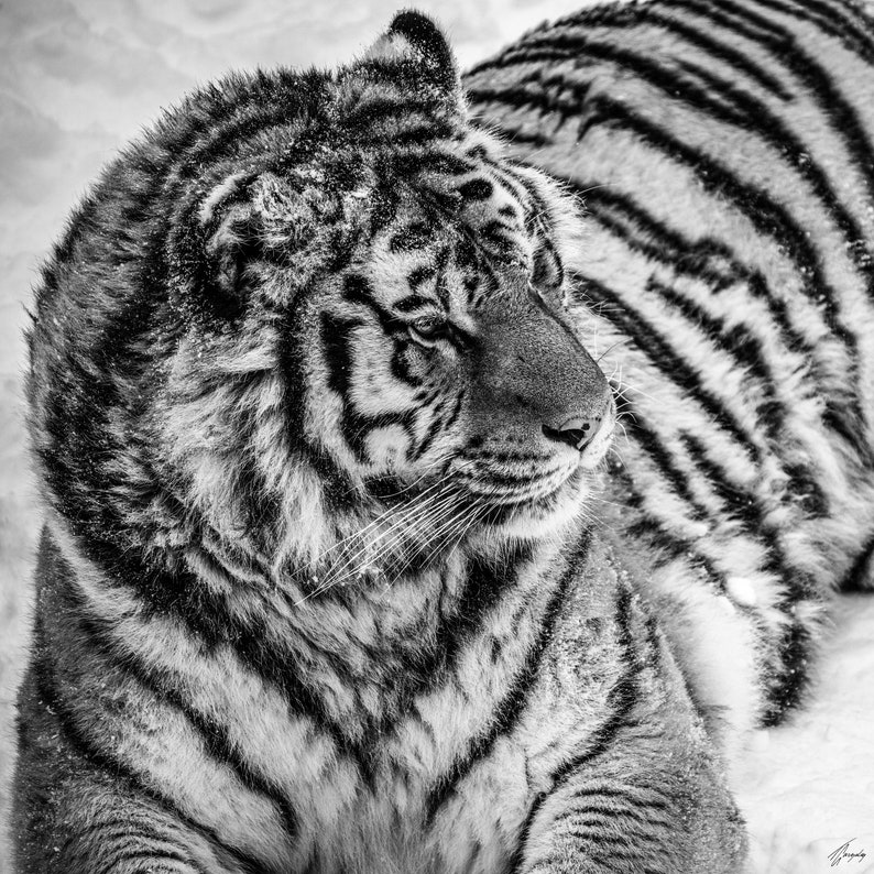 Wild Tiger Fine Art Photography Print, Tiger Wall Art, Wildlife Poster, Black And White Animal Art , Modern Decor, Boho Decor, Rustic Decor image 2