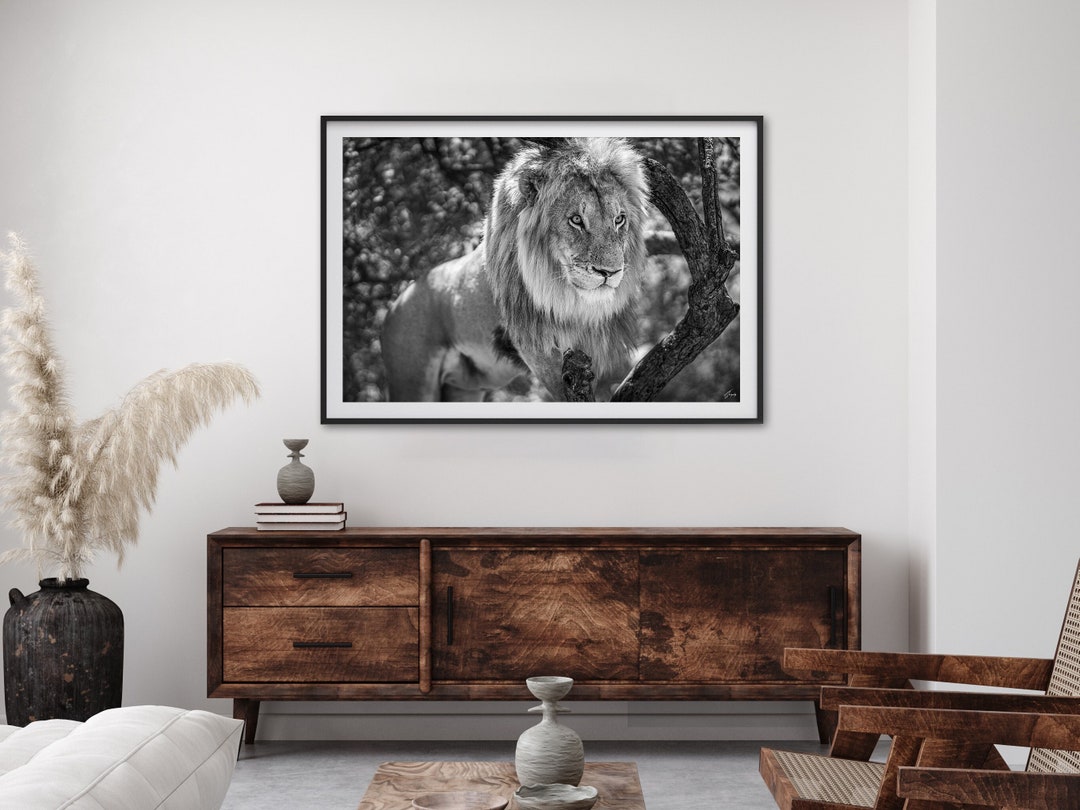 Extra Large Lion Wall Art Wildlife Fine Art Photography Print Lion Art